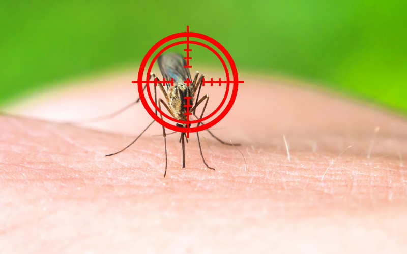 Zo verjaag je muggen, tips en middelen tegen muggen en muggenbeten